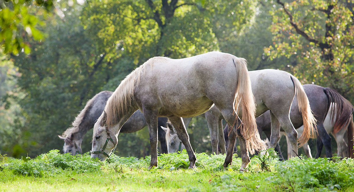 Lipica white horses and classical equestrian estate